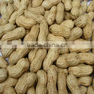 Best New Crop Raw Peanut in Shell for Sale thumbnail-1