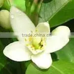 1ml High Quality Neroli Oil thumbnail-1
