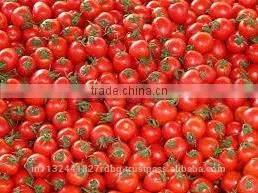 Fresh Ketchup Tomato Exporters in India thumbnail-3