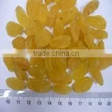 Top Quality AD Dried Golden Raisins for Sale thumbnail-2