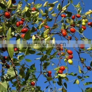 Supercritical CO2 Extraction Pure Natural Wild Jujube Oil thumbnail-1