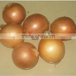 Fresh Yellow Onion , Good Quality Gansu Origin thumbnail-1