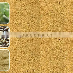 Cassia Tora Seeds India Origin thumbnail-1