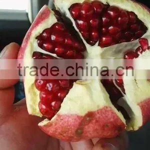 Fresh Pomegranate for Sales thumbnail-6