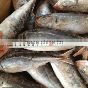 Frozen Horse Mackerel Marine Fish Norway Mackerel thumbnail-3
