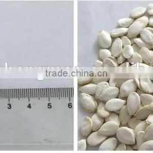 Heilongjiang Good Quality of Raw Snow Pumpkin Seed Factory Sale to Iran Market thumbnail-5