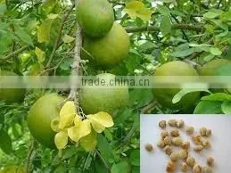 Indian Bael Fruits Tree Seeds Aegle Marmelos Rajasthan Asia thumbnail-1
