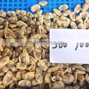 Tasty and Delicious Best Frozen Baby Clam Meat thumbnail-5