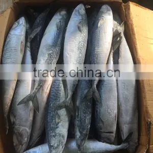 Grade A , SEAFROZEN PACIFIC MACKEREL SIZE 500+ thumbnail-2