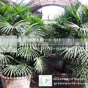 Rhapis Multifida Indoor Hotel Trees thumbnail-1