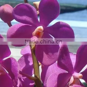 Fresh Cut Orchids, Mokara Orchids, Fresh Cut Stem thumbnail-1