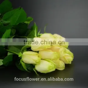 Fresh Cut Yellow Rose Vendelas Wedding Bouquet Wholesale Romantic Yellow Rose Vendela With Attractive Flowers for Bride thumbnail-4