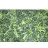 Sell Frozen / IQF Spinach thumbnail-1