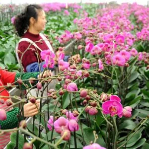 Multispan Plastic Film Greenhouse for Large-Scale Flower Production thumbnail-1