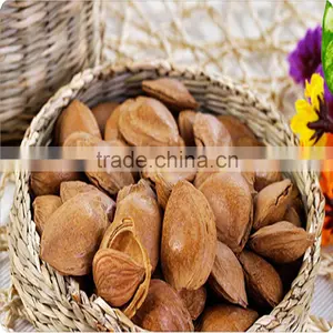 Bitter Apricot Kernel in Shell thumbnail-1