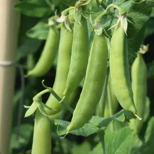 Canned Red Beans Mung Beans Green Peas Production Line thumbnail-4