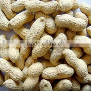 High Quality New Crop 2012 Chinese Roasted Peanut In Shell thumbnail-1