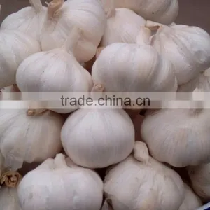 FRESH GARLIC IN NEW DROP thumbnail-2