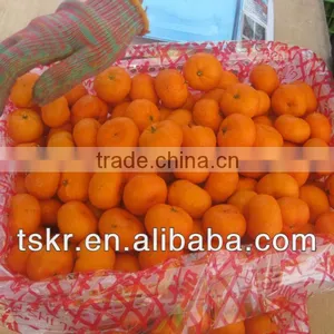 Sweet Mandarin Orange thumbnail-1