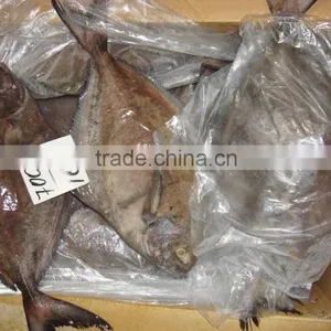 Frozen Black Pomfret Fish thumbnail-5