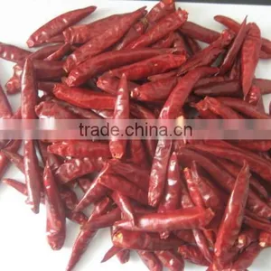 Small Chilli thumbnail-1