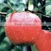 New Crop Fresh Fuji Apple thumbnail-1