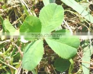 Clover Trading Co., Ltd. company overview - view 1 thumbnail
