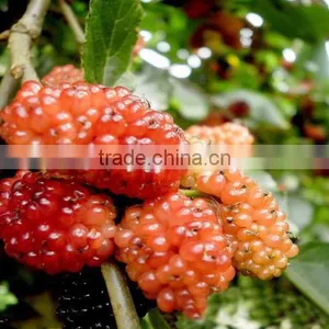 Mulberry Tree Seedling thumbnail-3