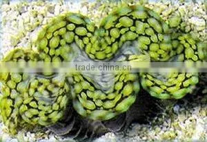 Tridacna Squamosa Clam thumbnail-1