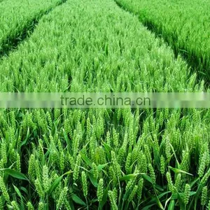 2016 China Wide Varieties Monopotassium Phosphate thumbnail-6