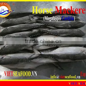 W/R FROZEN HORSE MACKEREL thumbnail-1