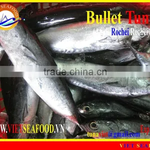 FROZEN W/R BULLET TUNA thumbnail-1