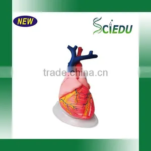 ISO Certificate Teaching Usage Human Heart Anatomical Model thumbnail-2