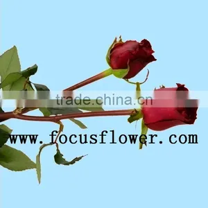 Wholesale Love Roses Flowers Fresh Flowers Black Magic Rose With 20stems/bundle From Yunnan Aibaba Com thumbnail-4