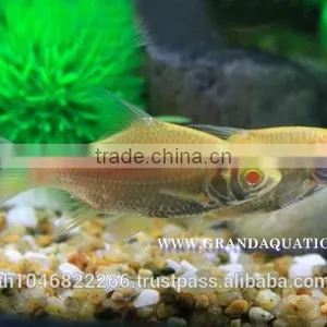 Albino Tinfoil Barb Fish For Sale / Aquarium Fish Farm thumbnail-5