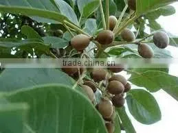 Terminalia Belerica thumbnail-2