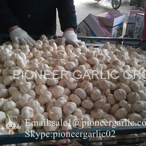 100% Nature Made 5.5cm Pure White Garlic Cultivated In Jinxiang Shandong China thumbnail-2