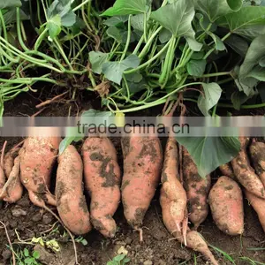 Frozen Sweet Purple Potato From Vietnam/ Purple Yam thumbnail-3