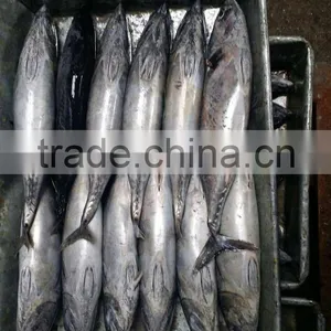 Sea Frozen Bonito Fish thumbnail-3
