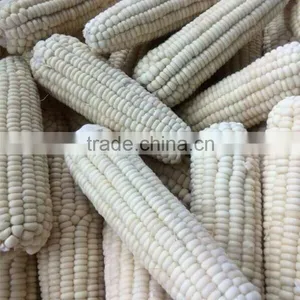 Non-gmo IQF Whole White Sweet Corn and Cob thumbnail-1