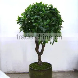 Man-made Tree thumbnail-1
