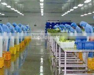 2015 Chinese New Crop High Quality Grade A Low Price China IQF FROZEN BROCCOLI thumbnail-4