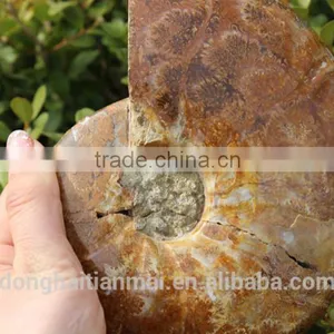 Wholesale Large Snail Fossils/Gemstone Jewelry/Gemstone Art Crafts thumbnail-1