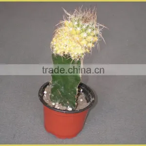 Mini Cactus Succulent Indoor Plants Bonsai Nursery Echinocactus Grusonii Cereus Cacti Opuntia Dillenii Cactaceae Notocactus thumbnail-4