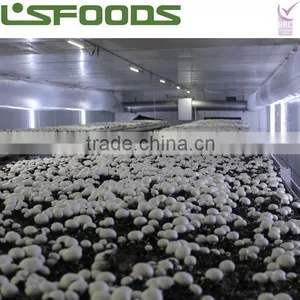 Frozen IQF White Button Mushroom 2014 NEW CROP thumbnail-3