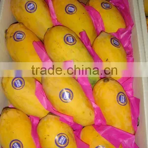 Fresh Pakistani Chaunsa Mango thumbnail-1