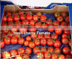 Fresh Tomato ( Normal - Cherry ) thumbnail-4