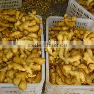 All Year Around Supply Fresh Ginger thumbnail-6