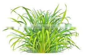 Buy 100% Fresh & Natural Lemongrass Oil thumbnail-3