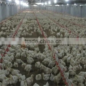 Automatic Chicken Feeder Pan Equipment thumbnail-6